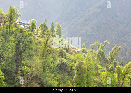 La forêt entoure sinuwa lodges, région de l'Annapurna, Népal, Asie Banque D'Images