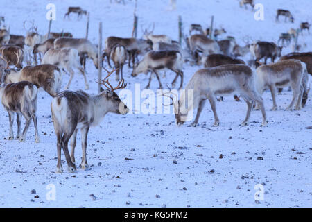 Le pâturage du renne. Riskgransen Norbottens, Ian, Laponie, Suède, Europe Banque D'Images
