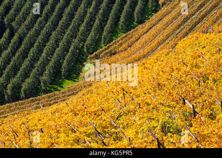 Zoom sur les vignobles et les vergers de pommes en automne. Merano, Val Venosta, Alto Adige/Sudtirol, Italie, EuropeMerano, Val Venosta, Alto Adige/Sudtirol, Italie, Europe Banque D'Images