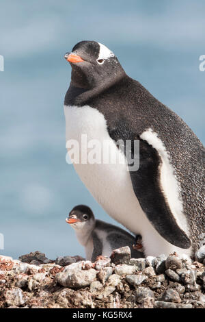 Gentoo pingouin et Chick sur son nid, portrait, Yankee Harbour, l'Antarctique Banque D'Images