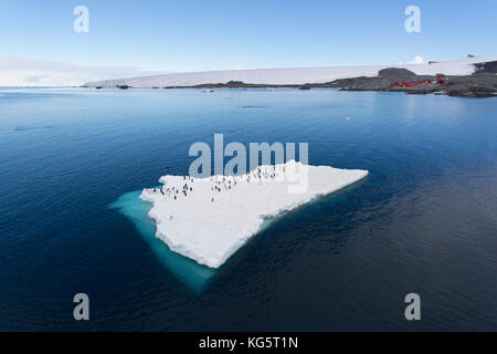 Adelie pingouins sur la banquise, l'Antarctique Banque D'Images