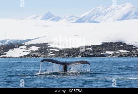 Humpback Whale Fluke, Antarctique Banque D'Images