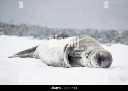 Weddel Seal, dormir sur une plage, la péninsule Antarctique Banque D'Images