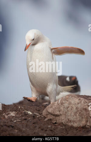 Gentoo pingouin avec Leucism La péninsule antarctique, Banque D'Images