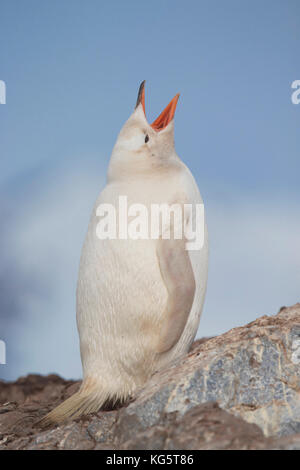 Gentoo pingouin avec Leucism La péninsule antarctique, Banque D'Images