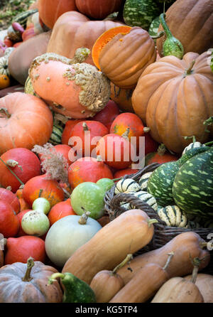 Assortiment varié de citrouilles fond. chasse d'automne. Banque D'Images