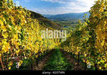 Au-dessus des vignes ortenberg au sud-ouest de l'Allemagne Banque D'Images