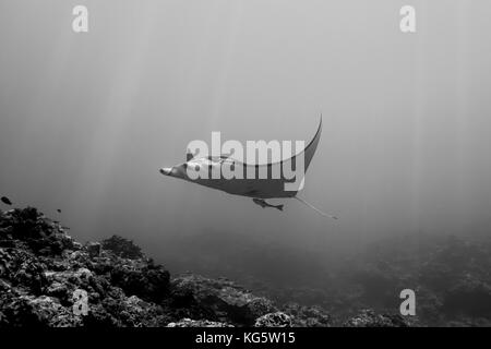 Une raie manta nage sur le récif dans les eaux chaudes et claires de l'Île Ishigaki, Okinawa, Japon Banque D'Images