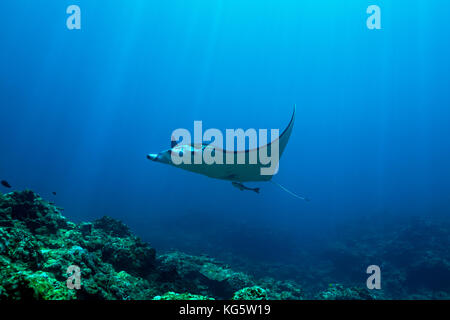 Une raie manta nage sur le récif dans les eaux chaudes et claires de l'Île Ishigaki, Okinawa, Japon Banque D'Images