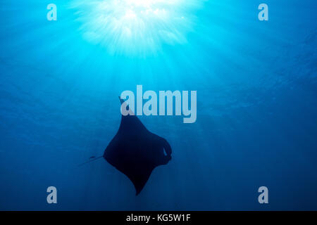 Une raie manta nage dans les eaux chaudes et claires de l'Île Ishigaki, Okinawa, Japon avec les rayons du soleil et sun burst Banque D'Images