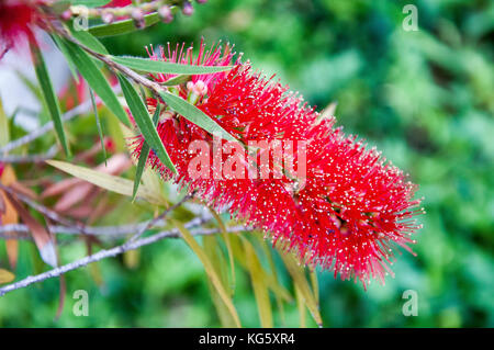 Bottlebrush callistemon viminalis, ou indigènes de l'Est de l'Australie Banque D'Images