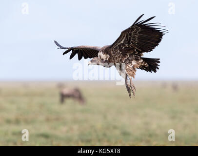 L'Ruppell Vautour fauve en vol Banque D'Images