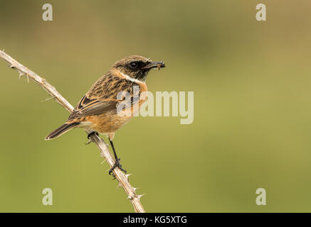 Stonechat avec fly Banque D'Images