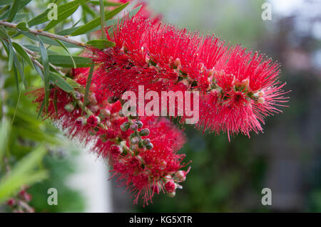 Bottlebrush callistemon viminalis, ou indigènes de l'Est de l'Australie Banque D'Images