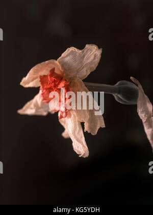 La mort blanche fleur jonquille sur fond noir, la nature morte Banque D'Images