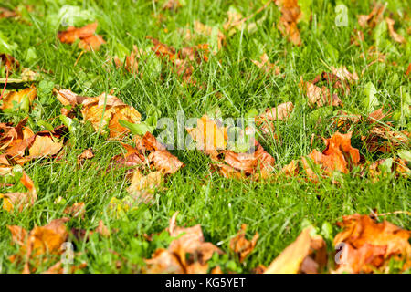 Motif de feuilles d'automne Banque D'Images