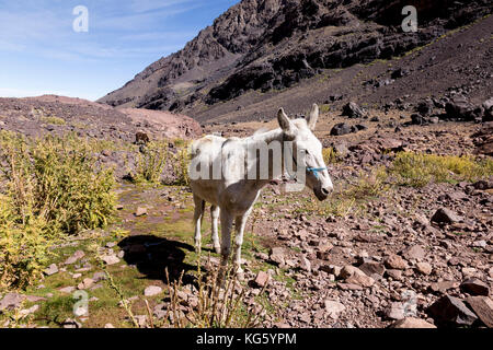 Mule repose dans une vallée en haut atlas. les mules sont le principal moyen de transport dans la région. Banque D'Images