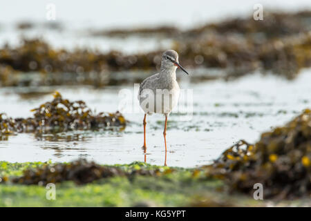 Chevalier arlequin (Tringa erythropus). En plumage d'hiver, les adultes qui se nourrissent de rivage à marée basse Banque D'Images