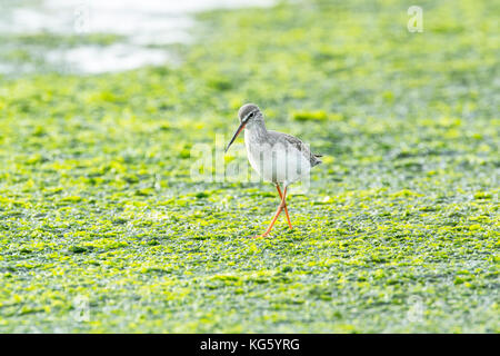 Chevalier arlequin (Tringa erythropus). En plumage d'hiver adultes, de recherche de nourriture dans les vasières à marée basse Banque D'Images