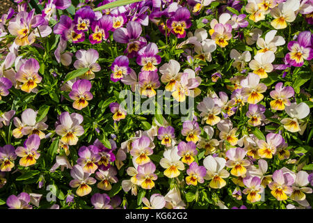 Close-up de la floraison des plantes ornementales de l'alto. Banque D'Images