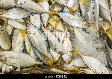 Israël, Akko (Acre) - 9 octobre 2017 : Fruits de mer vendus au bazar turc à Akko. Banque D'Images