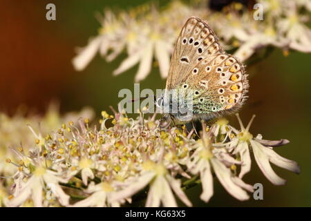 Fin de saison troisième génération mâle Common Blue papillon Banque D'Images