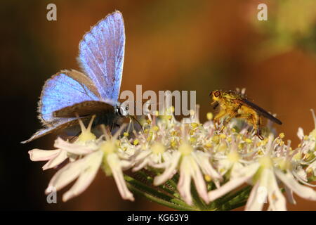 Fin de saison troisième génération mâle Common Blue papillon et Golden Dung Fly Banque D'Images