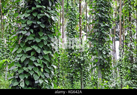 Poivre noir, Piper nigrum, plantation de plantes poussant dans la région de Goa, en Inde. Les vignes prendre en charge de grands arbres. le poivre noir est le plus piquant Banque D'Images