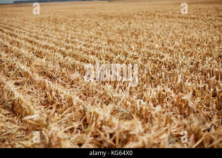 Rangées de maïs fraîchement récolté et de restes de tiges dans un champ agricole après la récolte la récolte Banque D'Images