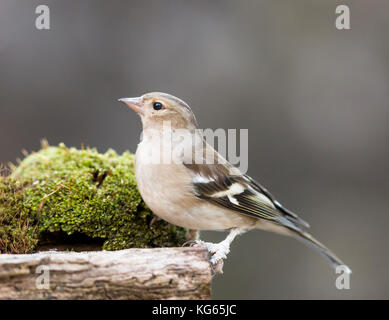 Chaffinch femme perché sur journal moussu Banque D'Images