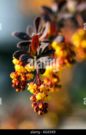 Berberis thunbergii brindille avec des fleurs jaunes et feuilles rouges Banque D'Images