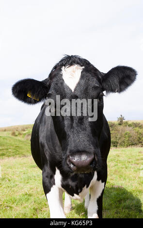 Les vaches laitières Holstein Friesian-champ en vue rapprochée Banque D'Images