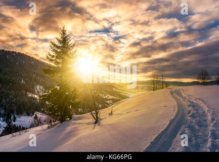 Sapin solitaire sur une colline de neige au lever du soleil. De magnifiques paysages d'hiver dans les montagnes Banque D'Images