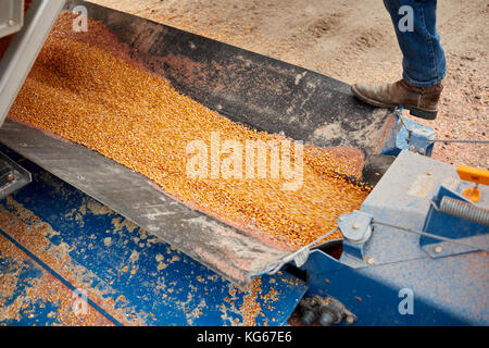 Grains de maïs fraîchement récolté dans une moissonneuse-batteuse vue à l'intérieur de la cellule du dessus avec le pied d'un agriculteur visible sur le côté Banque D'Images