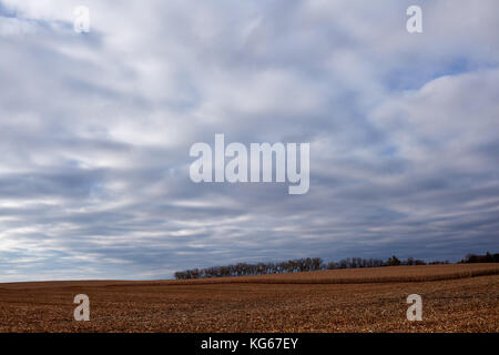 Une couvaison sombre paysage avec un champ de maïs récolté en partie sous un ciel sombre avec les nuages gris à l'automne pendant la saison des récoltes Banque D'Images