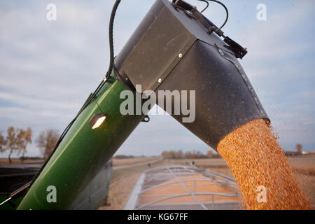 Moissonneuse-batteuse, remplissage d'un camion agricole avec des grains de maïs au cours de la récolte dans un plan rapproché sur la trémie ou un entonnoir Banque D'Images