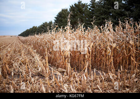 La récolte de maïs dans un champ agricole en vue le long d'une ligne fuyante de plants de maïs non coupée aux côtés de chaume contre une ligne de conifères à feuilles persistantes Banque D'Images