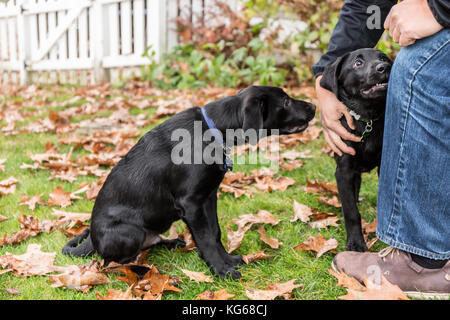 L'homme 'ferme' Baxtor tandis que ses trois mois, chiot Labrador noir 'Shadow', l'air triste et jaloux à eux à Bellevue, Washington, USA Banque D'Images