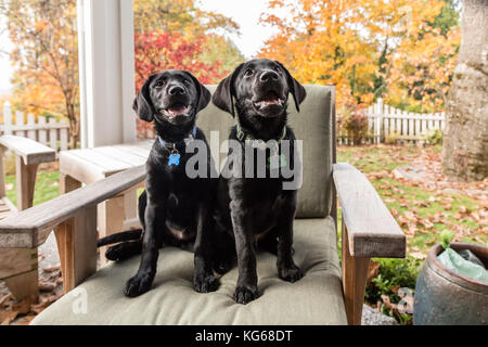 'Shadow' et 'Baxtor', trois mois chiots Labrador noir, posant sur une chaise de patio, à Bellevue, Washington, USA Banque D'Images