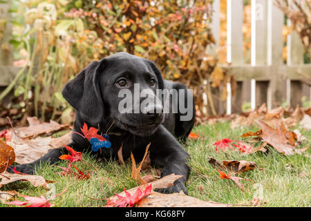 Portrait de trois mois, chiot Labrador noir 'Shadow', couchée sur la pelouse sur une journée d'automne à Bellevue, Washington, USA Banque D'Images