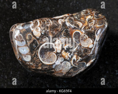 La prise de vue macro des eaux minérales naturelles rock specimen - agate turritella poli gem stone sur fond de granit sombre du Wyoming, USA Banque D'Images