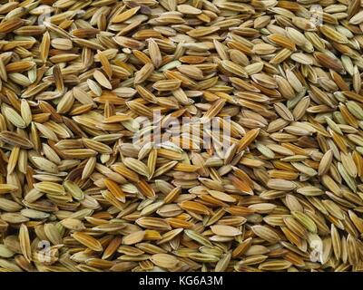 Les grains de riz indien libre focus sélectif tourné à partir de ci-dessus. Banque D'Images