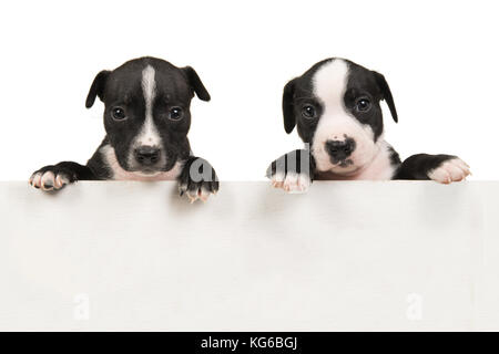 Deux cute black et white Stafford Terrier chiots accroché dessus un hors-bord en bois blanc avec de l'espace pour le texte sur un fond blanc Banque D'Images