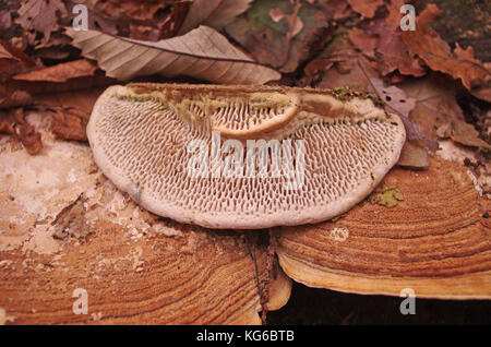 Mushroom sur un arbre dans la forêt en automne Banque D'Images