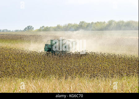 L'ensileuse big green dans le domaine de la tonte, mûre tournesol sec. chasse d'automne. le travail de machines agricoles. Banque D'Images