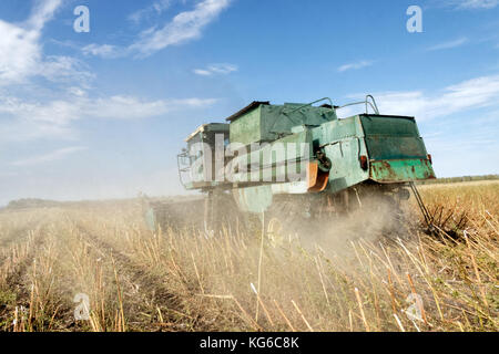 L'ensileuse big green dans le domaine de la tonte, mûre tournesol sec. chasse d'automne. le travail de machines agricoles. Banque D'Images