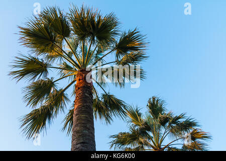 Vue de dessous de Palm sur le fond de ciel clair Banque D'Images