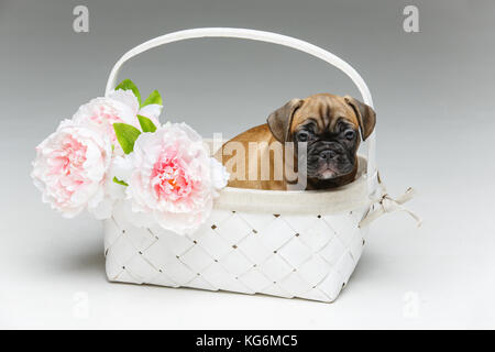 Mignon chiot bouledogue français dans panier Banque D'Images