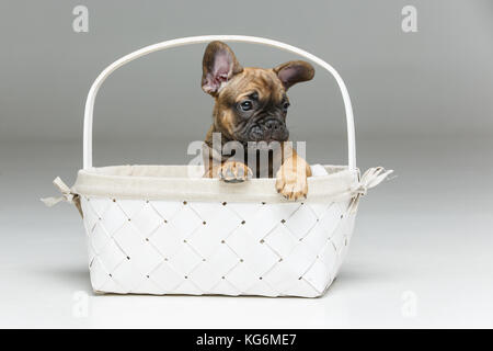 Mignon chiot bouledogue français dans panier Banque D'Images