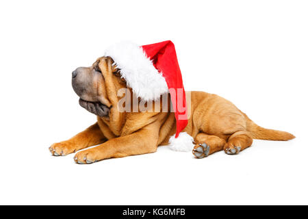 Shar Pei puppy in christmas hat Banque D'Images